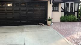 Bloodied Opossum attempts a getaway!