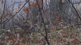 Wildlife photographer finds wild jackal in Romanian forest