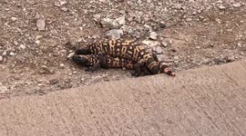 Rare footage ! Gila Monsters mating in the wild!