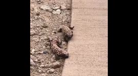 Gila Monsters!