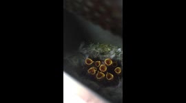 Family of blue tits set up home in ashtray outside village hall in Worcestershire