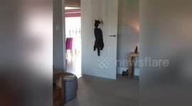 Kangaroo cat jumps to catch the sun