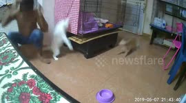 Cat owner in Thailand gets banged over the head by falling feline