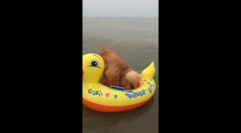 Two Pomeranians Enjoy Inflatable Duck
