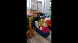 Husky Rides Mechanical Duck