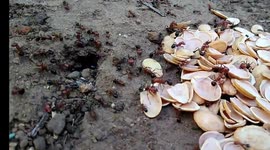 Time Lapse Ants Eating Watermelon Seeds