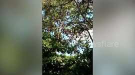 Local baffled as dozens of bats swarm tree in Philippines town