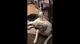 Cheeky chihuahua uses golden retriever friend to peek onto table