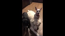 US Chihuahua stands on golden retrievers head like a hat