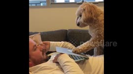 Dog demands attention by pushing down laptop screen