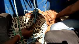 Live two Leopard Injured 5 villagers one leopard killed, one latter caught by villagers & handed over to the forest officials in India.