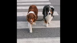 Blind dog has adorable Australian Shepherd as a seeing-eye guide