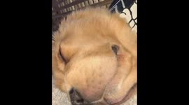 Dog life