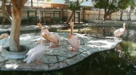 Morning Day For beautiful Pink Pelican