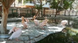 Visitor Was Amazed By Pink Pelican