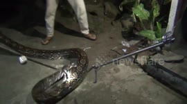 Huge 16ft python caught from under Indonesia house after preying on local livestock