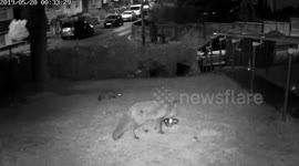 Mama Fox and Little Cub