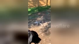 'Are you kidding me?' Great Dane pup rolls in the dust right after bath time