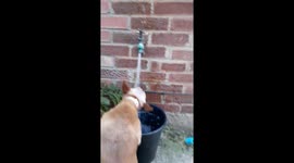 Dog drinking from the tap