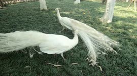 Pair of white peacocks circle each other in elegant dance-fight