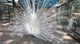 Amazing dance performance by rare white peacock