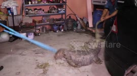 Driver shocked to find giant monitor lizard hiding behind his car