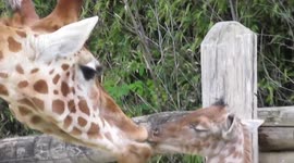 Baby Giraffe Kisses and zoomies