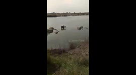 Stunning moment water buffalo escapes crocodile attack with grisly injury