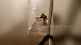 Pup is too scared to walk forward through door so improvises