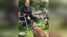 Newsflare Edit - Human and dog play catch together in UK garden