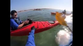 Namibian kayakers rescue tiny seal pup caught in netting