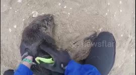 Namibian kayaker races after seal pup caught in netting, untangles it and releases the animal