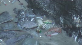 Shocking footage shows a baby seal surrounded by plastic struggling to swim off the Cornish coast