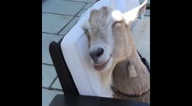 Most relaxed goat ever