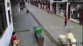 Out-of-control horse shot dead after injuring three in eastern China