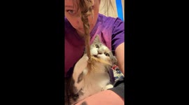 Cat is fascinated by owner's hair braid and can't stop playing with it