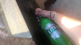 Beer Guzzling Lambs!