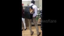 Cute corgi spotted in a backpack at New York store