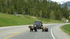 Grizzly bear mother leads cubs safely across Canadian highway