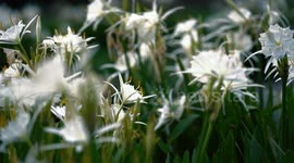 Cahaba Lillies