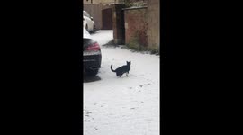 Cat playing in snow for the first time, and shakes the snow from his paws