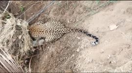 Injured leopard roaming in village rescued by forest officials in Southern India.