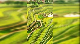 Incredible view of vibrantly coloured terraced fields in Chinese town