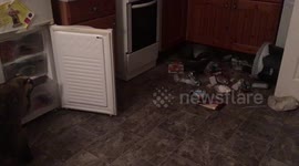 Brazen badger burgles UK mum's home leaving trail of destruction