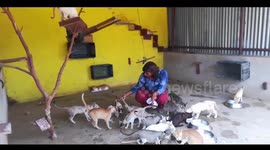 Watch - Dog shelter centre damaged and later volunteers building back shelters in Bhubneshwar