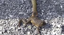 Incredible moment frog hopes away after being regurgitated by snake