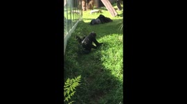 Ten year old gorilla teaches the little one how to twirl
