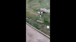 The battle between the chicken and the duck to win a puddle