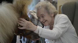 Senior citizens overjoyed as adorable miniature ponies paraded around UK care home