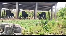 Watch - Cyclone Fani hit Nandankanan Zoological Park reopens in Bhubneshwar
